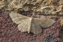 Idaea aversata (Riband Wave).JPG